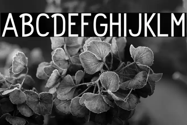 Rolhausen-Regular Font examples