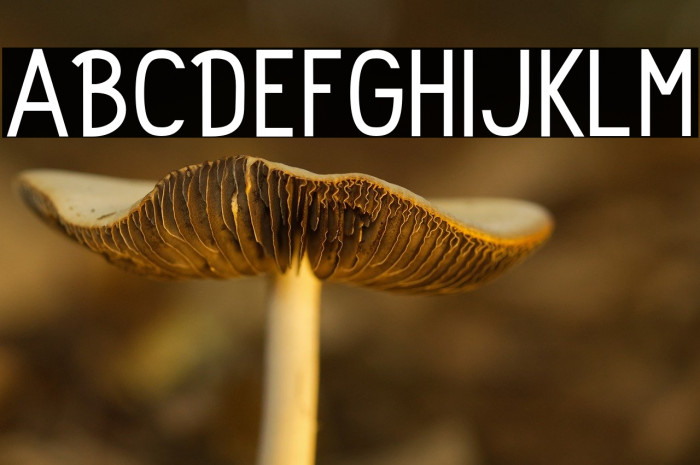 Rolhausen-Regular Example 3