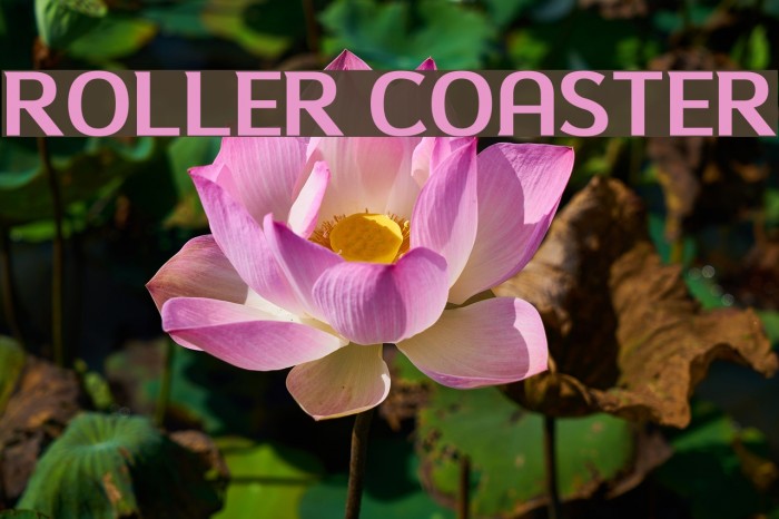 Roller Coaster Font examples