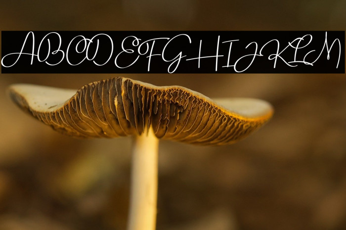 Rollerblack - Personal Use Example 1