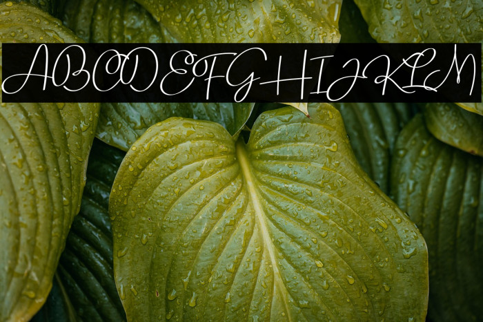 Rollerblack - Personal Use Example 3