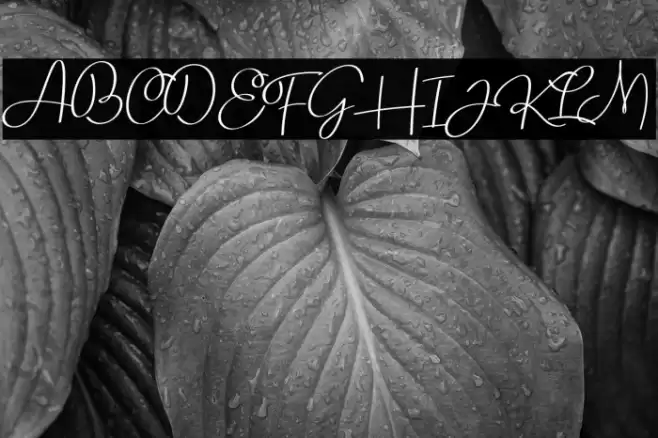 Rollerblack - Personal Use Font examples