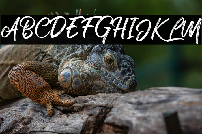 Rollete Qaku Regular Example 2