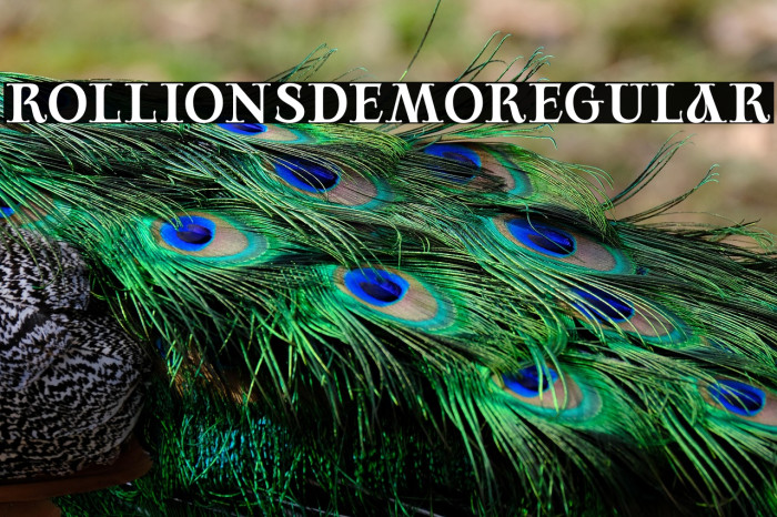 RollionsDEMO-Regular Example 1