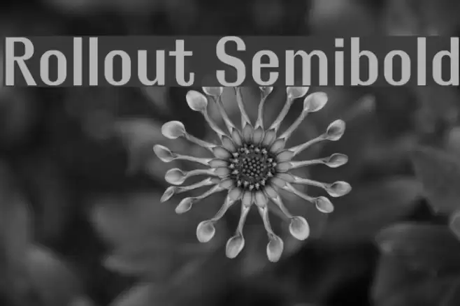 Rollout Semibold Fuentes examples