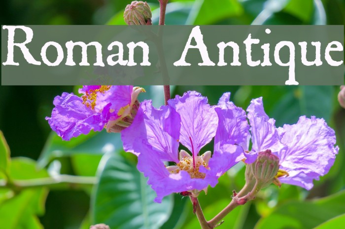 Roman Antique Font examples