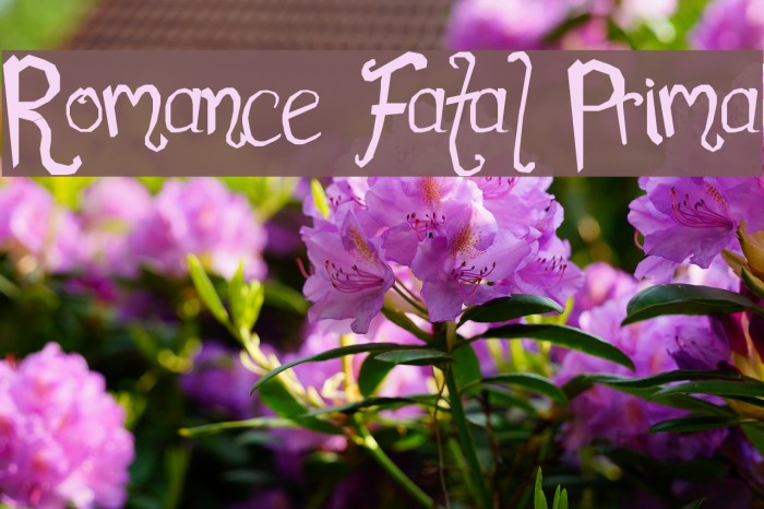 Romance Fatal Prima Font examples
