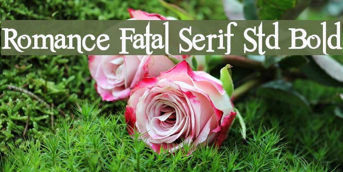 Romance Fatal Serif Std Bold Schriftart examples