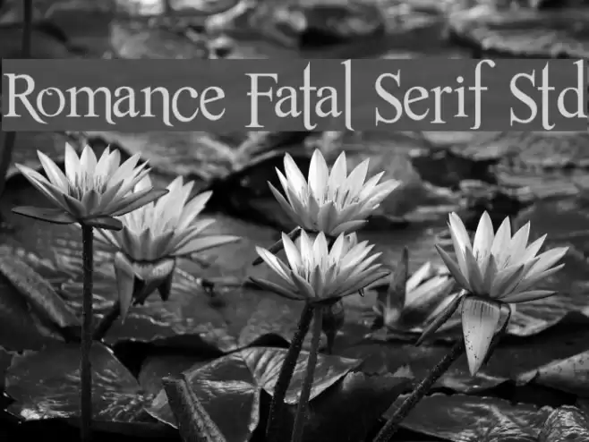 Romance Fatal Serif Std Font examples
