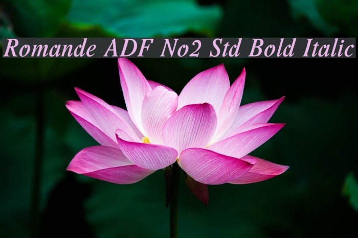 Romande ADF No2 Std Bold Italic Fuentes examples