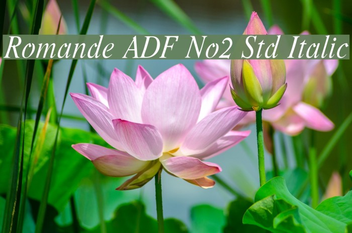 Romande ADF No2 Std Italic Font examples