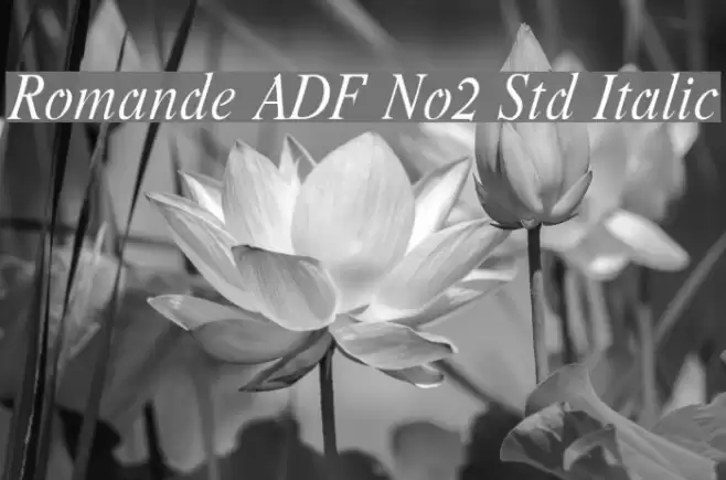 Romande ADF No2 Std Italic Fuentes examples