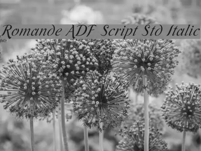 Romande ADF Script Std Italic フォント examples