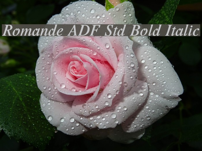 Romande ADF Std Bold Italic Font examples