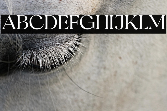 RomansStoryDemo Example 1