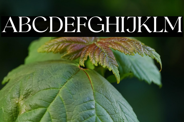 RomansStoryDemo Example 3