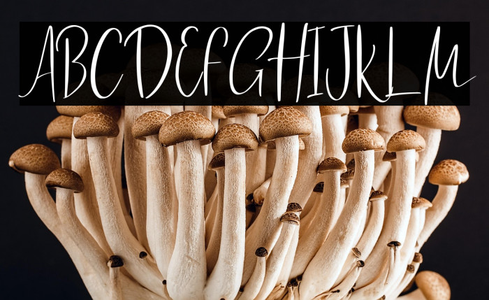 Romantic Rhythm Example 1