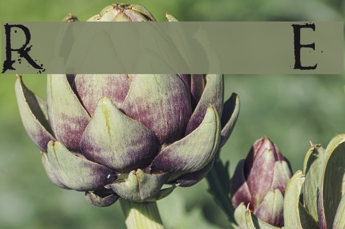 Romanum Est Font examples