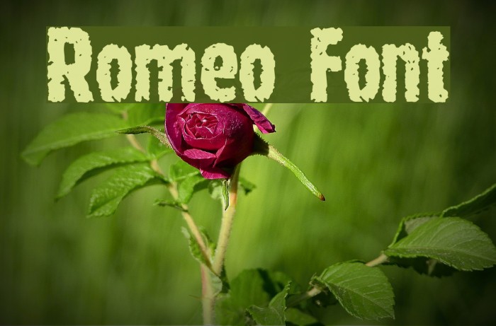 Romeo Font examples