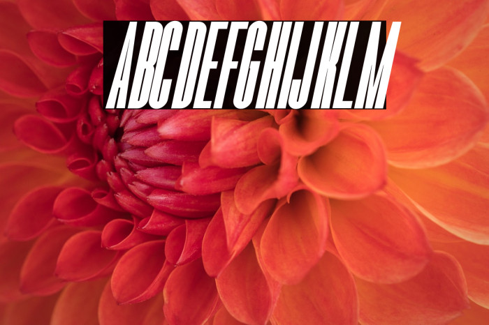 Romestone Italic Example 1