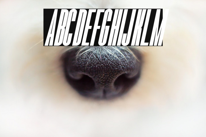 Romestone Italic Example 2