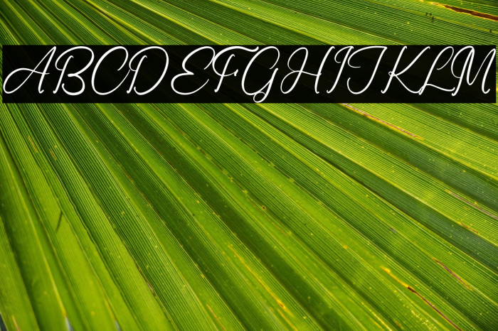 Ronald Mendoya Example 2