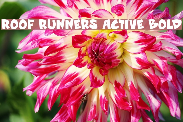 Roof runners active Bold Font examples