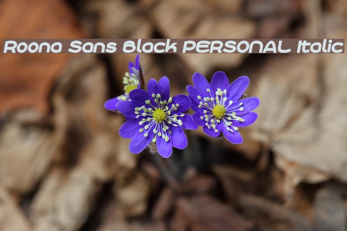 Roona Sans Black PERSONAL Italic Example 2