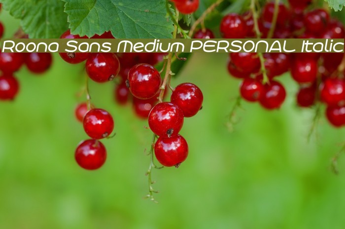 Roona Sans Medium PERSONAL Italic Example 1