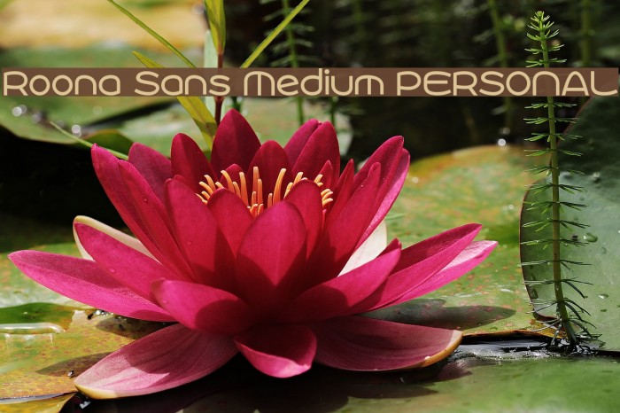 Roona Sans Medium PERSONAL Font examples