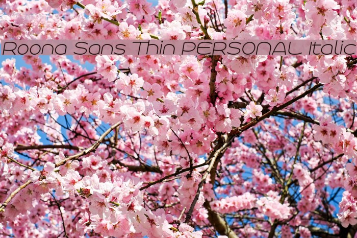 Roona Sans Thin PERSONAL Italic Font examples