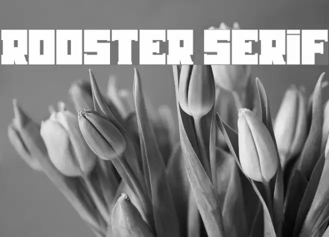 Rooster Serif Font examples