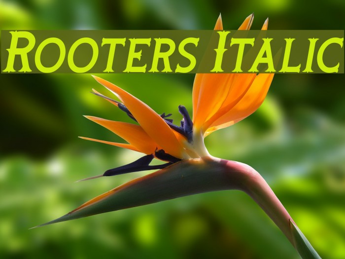 Rooters Italic Font examples