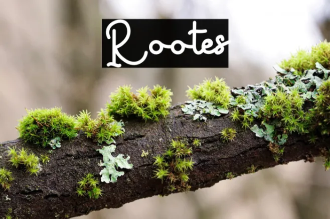 Rootes Font | Free Download (TTF/OTF) | FFonts.net