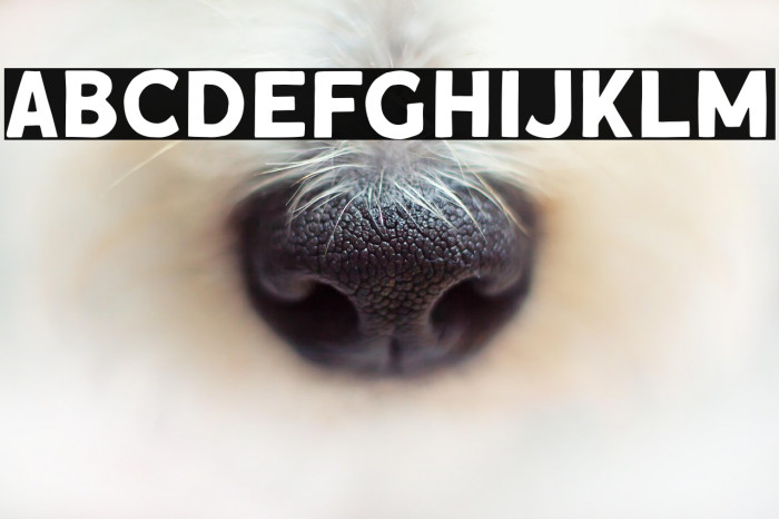 RoquenDEMO Example 1