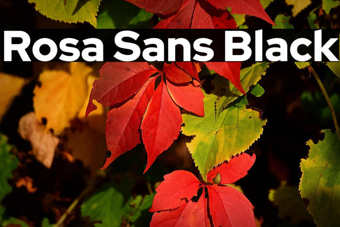 Rosa Sans Black Example 1