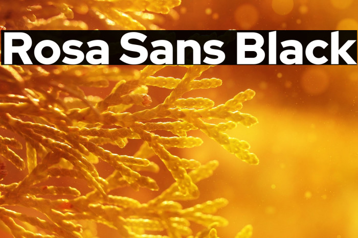 Rosa Sans Black Example 2