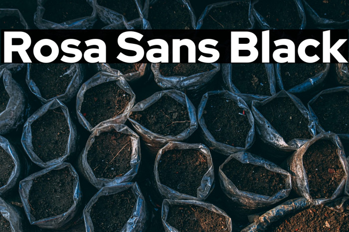 Rosa Sans Black Example 3