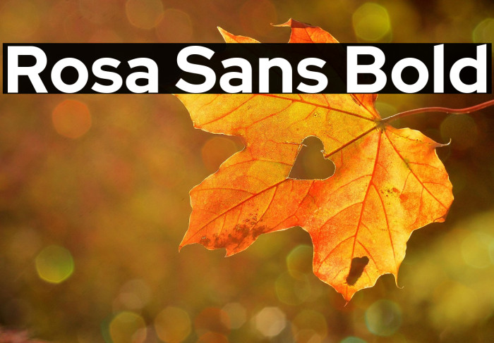 Rosa Sans Bold Example 1