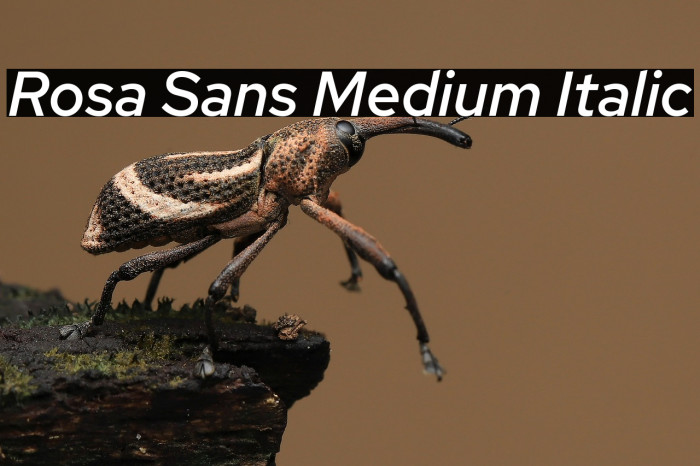 Rosa Sans Medium Italic Example 1