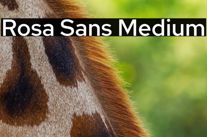 Rosa Sans Medium Example 3
