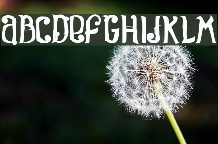 Rosa Font examples