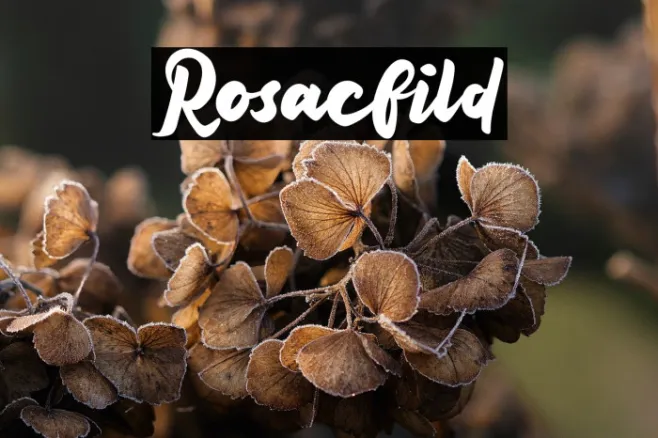 Rosacfild Example 2