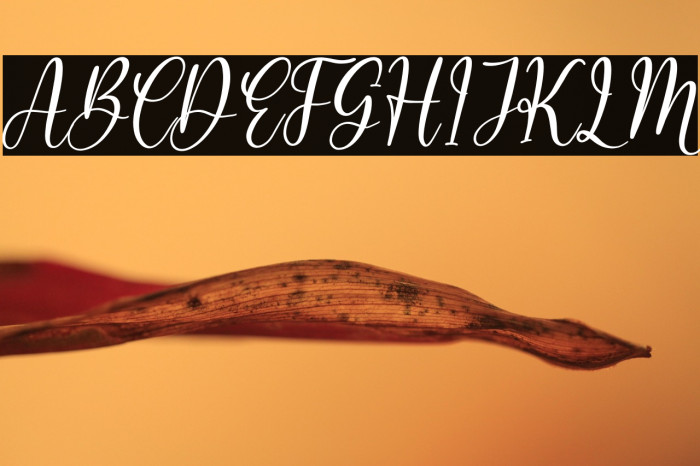 Rosalinda Berlinata Italic Example 1