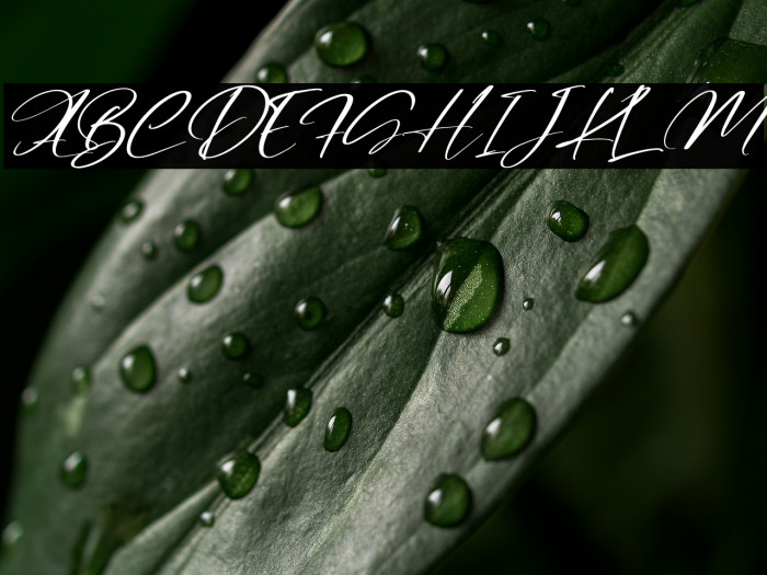 Rosalinda Italic Example 1