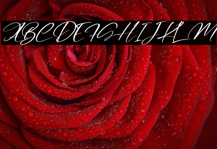 Rosalinda Italic Example 3