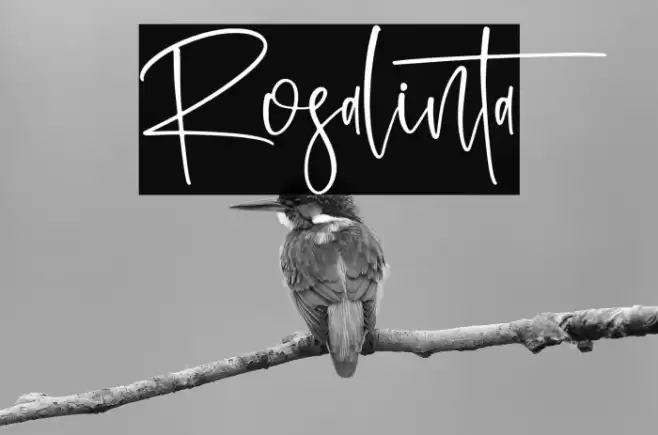 Rosalinta Font examples