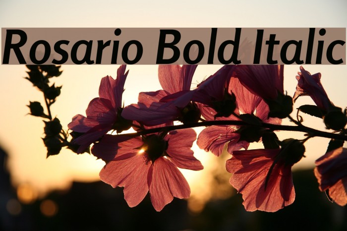 Rosario Bold Italic Example 2