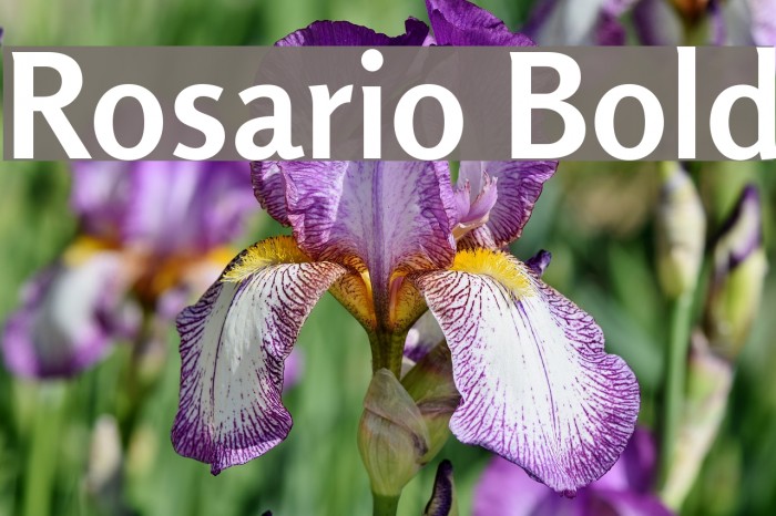 Rosario Bold Example 3
