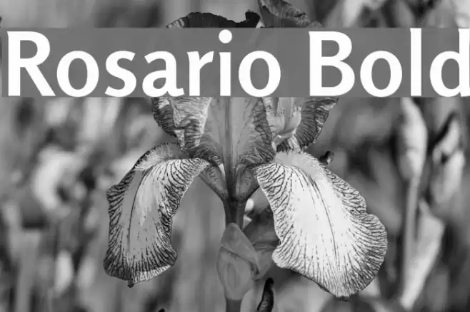 Rosario Bold Font examples